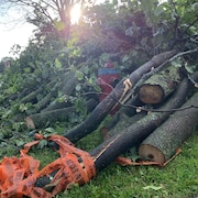 Au lendemain des orages violents qui ont forcé l'annulation du grand spectacle de fête nationale, des traces étaient visibles en Haute-Ville de Québec, notamment au Parc des braves, où une trentaine d'arbres matures ont été endommagés sous la force des vents. 
