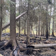 Un secteur de forêt montrant de nombreux endroits calcinés, dont la base d'arbres et l'intérieur d'un tronc allongé au sol.