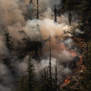 Vue a&eacute;rienne d'une for&ecirc;t o&ugrave; des flammes et un &eacute;pais nuage de fum&eacute;e sont visibles.