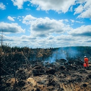 Une personne marche dans une forêt qui a été ravagée par les flammes.