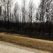 Des arbres calcinés par le feu le long de la route 33, près de Swan Hill, en Alberta, le 21 mai 2023.