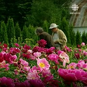 Deux personnes dans un champ de pivoines roses.