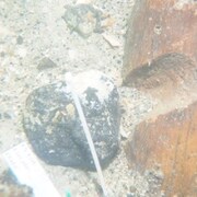Vue sous-marine du site amérindien vieux de 7000 ans, à droite une pièce de bois avec une entaille 