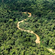 Vue arienne de la forêt amazonienne de Guyane française.