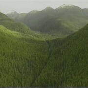 Paysage de forêt dense à travers montagnes et vallons.