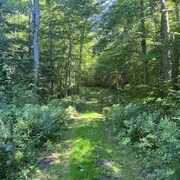Un chemin boisé dans une forêt de Souris, à l'est de l'Île-du-Prince-Édouard.