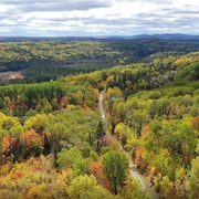Une forêt en automne vue des airs. 