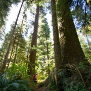Un homme entouré d'arbres géants, sur l'île de Vancouver, dans le parc provincial Carmanah-Walbran. 