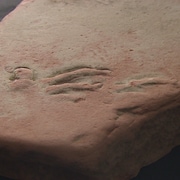 Un fossile avec quelques creux à la surface d'une plaque de pierre.
