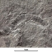 Un fossile de Kampecaris obanensis.