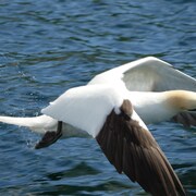 Un fou de Bassan est en plein vol tout juste au-dessus de la surface de l'eau.