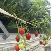 Des fraises dans une serre.
