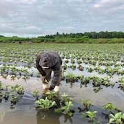Un cueilleur tente de récupérer une fraise dans un champ inondé.