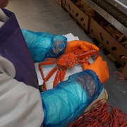 Un travailleur décortique du crabe.
