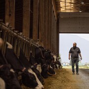 George Dick dans sa grange, avec ses vaches qui broutent du foin, à Chilliwack, en Colombie-Britannique, le jeudi 8 juin 2023.  