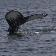 Une baleine dans les eaux du fleuve Saint-Laurent