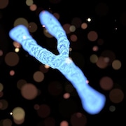 Illustration artistique du chromosome Y.