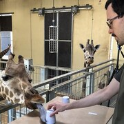 Le neuroscientifique Alvaro Lopez Caicoya avec quelques girafes du zoo de Barcelone.