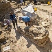 Le crâne fossilisé du gomphothère adulte.