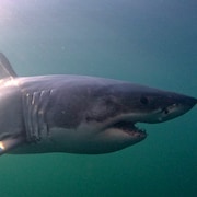 Une requin blanc dans l'eau.