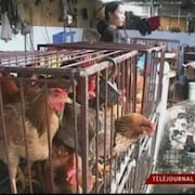 Des poules dans des cages dans un marché asiatique et une commerçante à l'arrière-plan. 