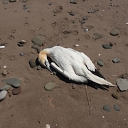 Une carcasse de fou de bassan trouvé sur une plage de la Péninsule acadienne.