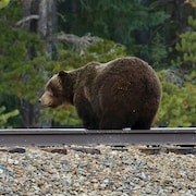 Le grizzly sur la voie ferrée.