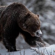 Le grizzly marche dans la neige.