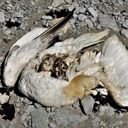 fou-de-Bassan mort