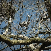 Un oiseau dans un arbre, avril 2024.