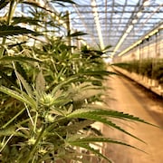 Des plantes de cannabis dans une serre.