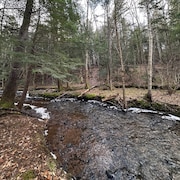 Un ruisseau dans la forêt.
