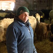 Dennis Hogan interviewé dans une étable devant des vaches qui entourent un veau.
