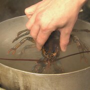 Un homard vivant bientôt dans une casserole d'eau bouillante