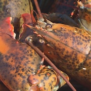 Un homard.