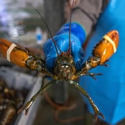 Un homard aux pinces attachées par des élastiques est tenu par le travailleur d'une usine.