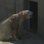 Un ours blanc dans son enclos à l'Aquarium du Québec. 