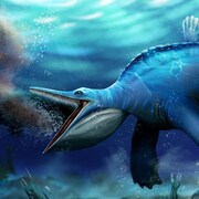 Illustration artistique montrant un Hupehsuchus se nourrissant dans l'océan.