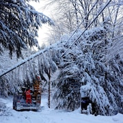 Un technicien d'Hydro-Québec à l'œuvre pour réparer  une ligne électrique sous un arbre qui a cédé sous la force des vents et le poids de la neige.