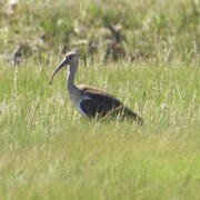 Un ibis blanc juvénile sur un terrain gazonné.