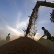 Récolte de blé dans la région d'Ahmedabad dans l'ouest de l'Inde.