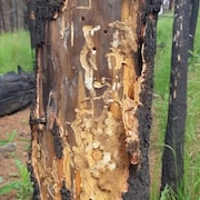 Un tronc d'arbre dont une partie de l'écorce a été arrachée pour montrer les ravages causés par les insectes destructeurs.