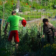 Citoyens qui s'affairent dans leurs potagers. 