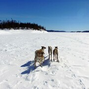 Des caribous sur un lac gelé.