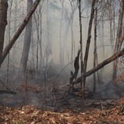 La fumée d'un incendie plane à travers les arbres brûlés.