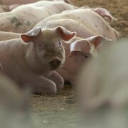 Des porcelets couchés sur la paille.