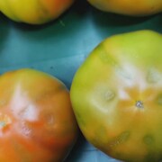 images rapprochée de deux tomates affectées par la rugose