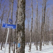 Des tubulures relient les arbres d'une érablière en hiver.