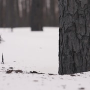 Un tronc d'arbre calciné en hiver.