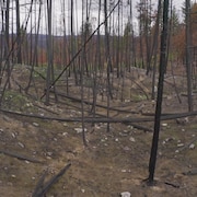 Une forêt dévastée par le feu, des arbres morts.